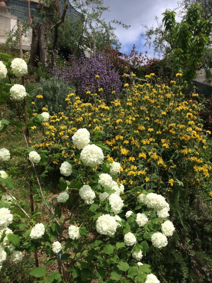 La Casina Delle Rondini Vendégház Corsanico-Bargecchia Kültér fotó
